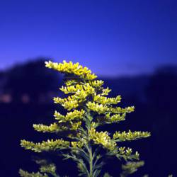 Njiqahdda : Into the Twilight